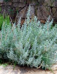 Lavandula hybrida