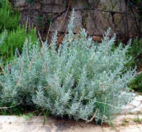 Fotografia da espécie Lavandula hybrida