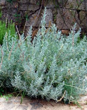 Fotografia 1 da espécie Lavandula hybrida no Jardim Botânico UTAD