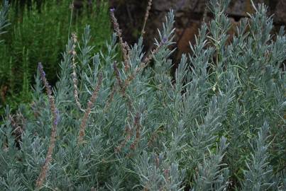 Fotografia da espécie Lavandula hybrida