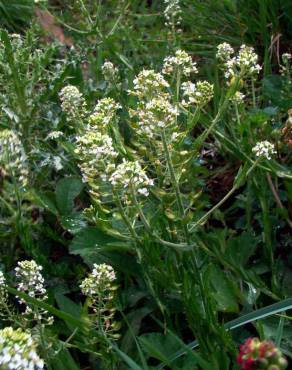 Fotografia 4 da espécie Lepidium heterophyllum no Jardim Botânico UTAD