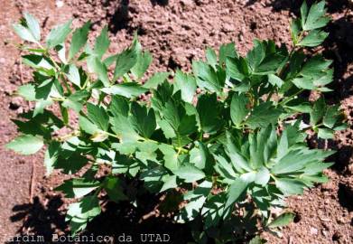 Fotografia da espécie Levisticum officinale