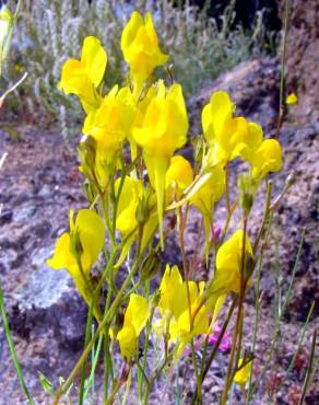 Fotografia 3 da espécie Linaria spartea no Jardim Botânico UTAD