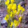 Fotografia 3 da espécie Linaria spartea do Jardim Botânico UTAD