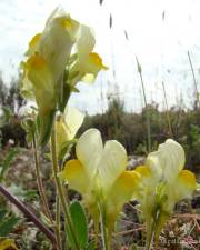 Fotografia da espécie Linaria supina