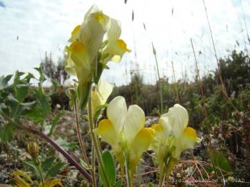 Fotografia da espécie Linaria supina subesp. maritima