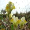 Fotografia 1 da espécie Linaria supina subesp. maritima do Jardim Botânico UTAD