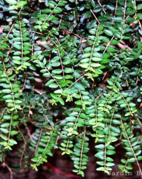 Fotografia 3 da espécie Lonicera nitida no Jardim Botânico UTAD