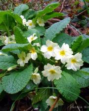 Fotografia da espécie Primula acaulis