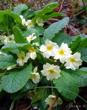 Fotografia 1 da espécie Primula acaulis subesp. acaulis no Jardim Botânico UTAD