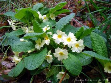 Fotografia da espécie Primula acaulis subesp. acaulis