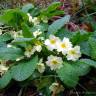 Fotografia 1 da espécie Primula acaulis subesp. acaulis do Jardim Botânico UTAD