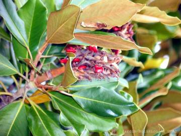 Fotografia da espécie Magnolia grandiflora