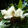 Fotografia 3 da espécie Magnolia grandiflora do Jardim Botânico UTAD