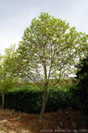 Fotografia da espécie Magnolia x soulangeana