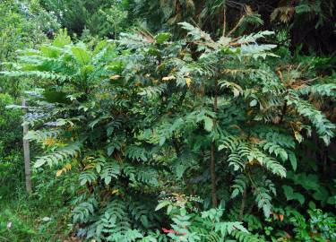 Fotografia da espécie Mahonia fortunei