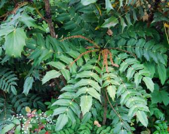 Fotografia da espécie Mahonia fortunei