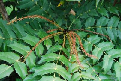 Fotografia da espécie Mahonia fortunei