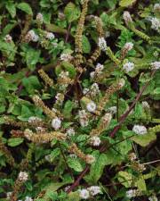 Fotografia da espécie Mentha x rotundifolia