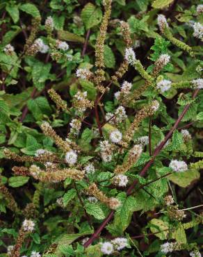 Fotografia 1 da espécie Mentha x rotundifolia no Jardim Botânico UTAD