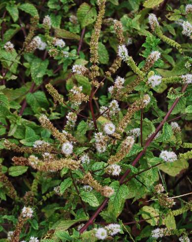 Fotografia de capa Mentha x rotundifolia - do Jardim Botânico