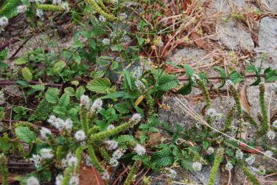 Fotografia da espécie Mentha x rotundifolia