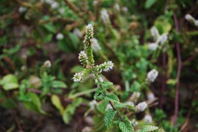 Fotografia da espécie Mentha x rotundifolia