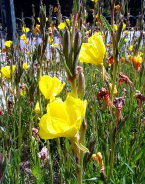 Fotografia 5 da espécie Oenothera glazioviana no Jardim Botânico UTAD