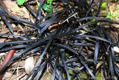 Fotografia da espécie Ophiopogon planiscapus var. nigrescens