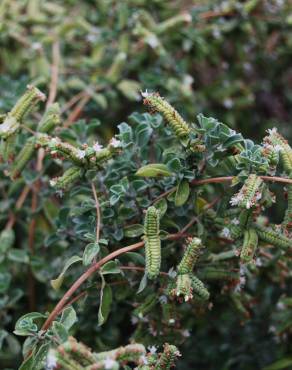 Fotografia 1 da espécie Origanum majorana no Jardim Botânico UTAD