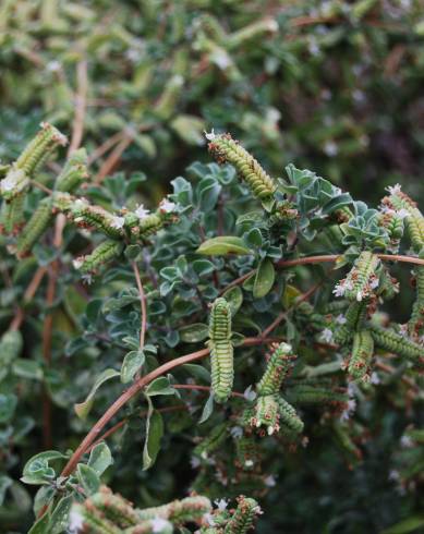 Fotografia de capa Origanum majorana - do Jardim Botânico