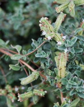 Fotografia 3 da espécie Origanum majorana no Jardim Botânico UTAD