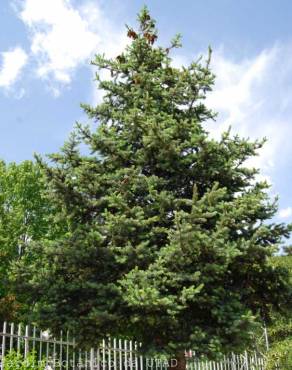 Fotografia 3 da espécie Picea abies no Jardim Botânico UTAD