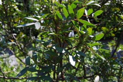 Fotografia da espécie Pistacia lentiscus