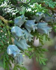 Fotografia da espécie Platycladus orientalis