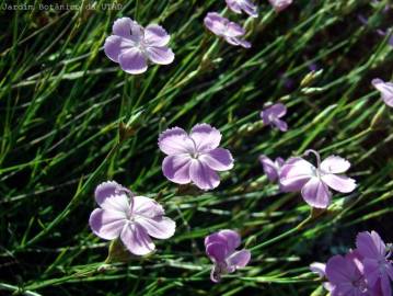 Fotografia da espécie Dianthus pungens subesp. langeanus