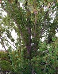 Populus nigra