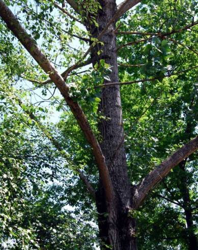 Fotografia de capa Populus x canescens - do Jardim Botânico