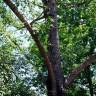 Fotografia 1 da espécie Populus x canescens do Jardim Botânico UTAD