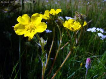 Fotografia da espécie Potentilla recta