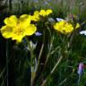 Fotografia 3 da espécie Potentilla recta do Jardim Botânico UTAD