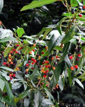 Fotografia 3 da espécie Prunus lusitanica subesp. lusitanica no Jardim Botânico UTAD