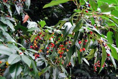 Fotografia da espécie Prunus lusitanica subesp. lusitanica