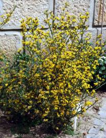 Fotografia da espécie Pterospartum tridentatum subesp. lasianthum