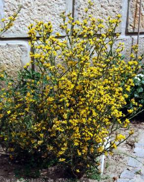 Fotografia 4 da espécie Pterospartum tridentatum subesp. lasianthum no Jardim Botânico UTAD