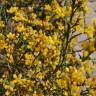 Fotografia 5 da espécie Pterospartum tridentatum subesp. lasianthum do Jardim Botânico UTAD