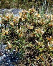 Fotografia da espécie Pterospartum tridentatum