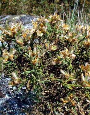 Fotografia 1 da espécie Pterospartum tridentatum subesp. tridentatum no Jardim Botânico UTAD