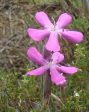 Fotografia da espécie Dianthus laricifolius