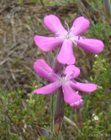 Fotografia de capa Dianthus laricifolius subesp. marizii - do Jardim Botânico